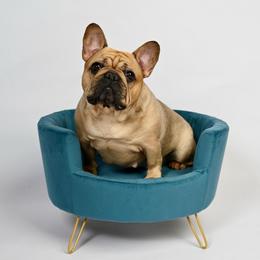 Biscotti - Fawn female French Bulldog puppy in Keeseville, New York from Big Sky Frenchies