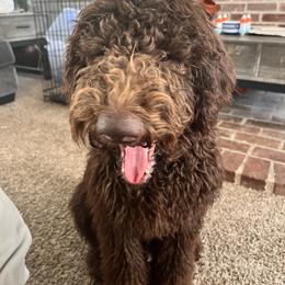 Charly - Goldendoodle