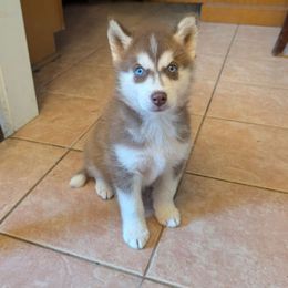 Jasper - Red and white male Siberian Husky puppy in Elkin, North Carolina from Blue Ridge Shadow Huskies