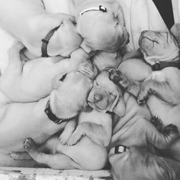 Vizsla Puppies from Maplewood Vizslas