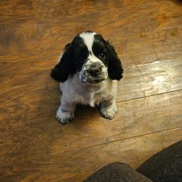 Stitch - Black and white male Cocker Spaniel puppy in Bonneville County, Idaho from Dream Catcher Cockers