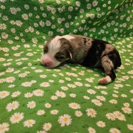 Blue - Blue merle male Toy Australian Shepherd puppy in Snowflake, Arizona from Halfpint Aussies