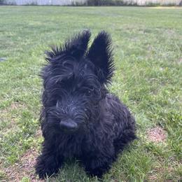 Duncan - male Scottish Terrier puppy in Fenton, Michigan from Carnes Croft Scotties