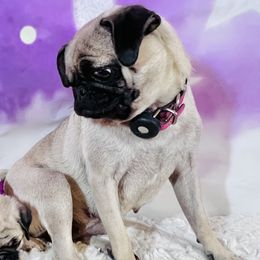June - Pug