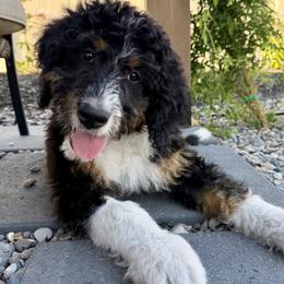 Cosmo - Tri-color female Bernedoodle puppy in Nampa, Idaho from Ember Skies Doodles