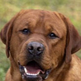 Labrador Retrievers from Southpaw Labrador Retrievers