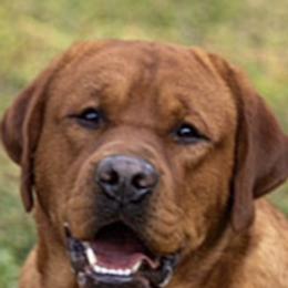 Labrador Retrievers from Southpaw Labrador Retrievers
