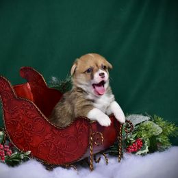 Girl 1 - Pembroke Welsh Corgi puppy in Gig Harbor, Washington from Pacific Northwest Pembroke Welsh Corgis