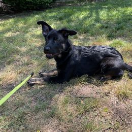 German Shepherd Puppies from Paws Of Germany