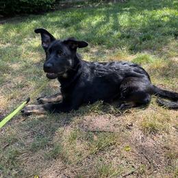 German Shepherd Puppies from Paws Of Germany