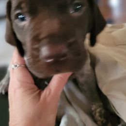 German Shorthaired Pointer Puppies from Stoney Fork German Shorthaired Pointers