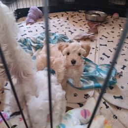 Miss Ruby - Wheaten female Miniature Schnauzer puppy in Shoshone, Idaho from Debra Kruse's Miniature Schnauzers