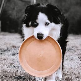 Miniature American Shepherds and Miniature Australian Shepherds from Majestic Point Aussies