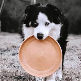 Miniature American Shepherds and Miniature Australian Shepherds from Majestic Point Aussies