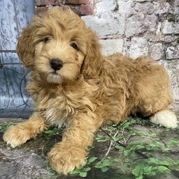 Jen - Brown and white female Aussiedoodle puppy in Lebanon, Missouri from Cobbs Creek Canines