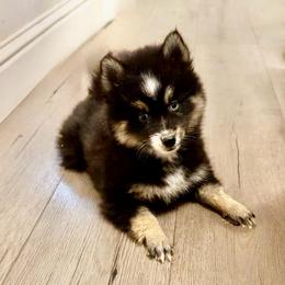 Prince - Black and white male Pomsky puppy in Sacramento, California from 916 Pomskies