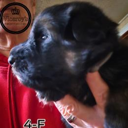 Girl 4 - female German Shepherd puppy in Roslyn, South Dakota from Viceroy's Kennel LLC