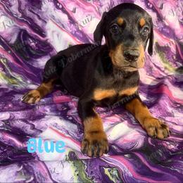 Blue Collar - Black and rust male Doberman Pinscher puppy in Louisville, Kentucky from Ruiz Dobermans