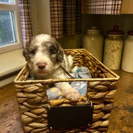 Rose collar - Parti female Goldendoodle puppy in Sanderson, Florida from Serenity Goldendoodles