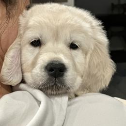 Golden Retriever Puppies from Mule City Kennels
