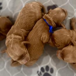 Blue Collar Boy - Red  male Goldendoodle puppy in Pleasant Hill, Iowa from Harvest Creek
