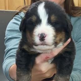 Teal Collar Male - Black rust and white male Bernese Mountain Dog puppy in Bristol, Tennessee from Holston Hollow Farm