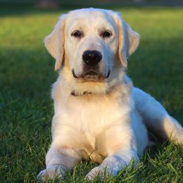 Chase (1 Year Old) - Light golden Golden Retriever puppy in North Brunswick, New Jersey from Cynazar Goldens