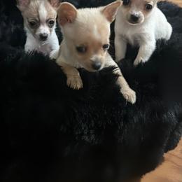 Chihuahua puppies from Northwest Paws