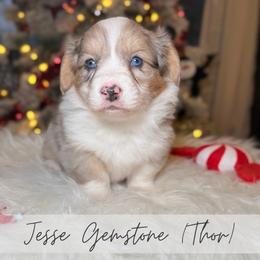 Jesse Gemstone - Blue merle and white male American Corgi puppy in Greenwood, Indiana from Witch Creek Corgis