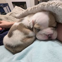 Bulldog Puppies from Hayzlett Family English Bulldogs
