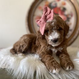 Goldendoodle and Poodle Puppies from French Creek Doodles