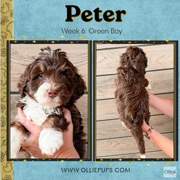 Peter (Green boy) - Tri-color male Bernedoodle puppy in Boiling Springs, South Carolina from OlliePups, LLC