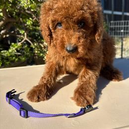 Purple - Red  male Poodle puppy in Sacramento, California from Golden doodles  Lovers