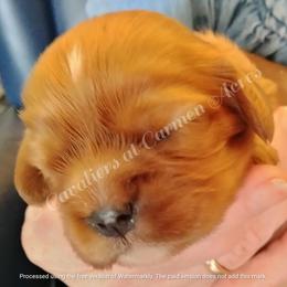 AKC Dianna - Ruby female Cavalier King Charles Spaniel puppy in Moscow Mills, Missouri from Cavaliers King Charles Spaniels at Carmen Acres Farm