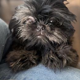 Ivy - Shih Tzu