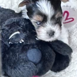 Biewer Terrier Puppies from Rebecca Urban