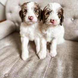 Goldendoodle Puppies from The W Doods