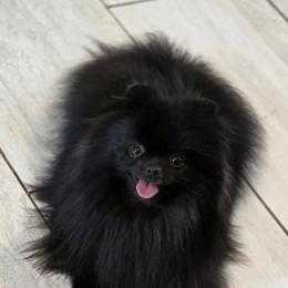 Pomeranian Puppies from POMS OF CBBK