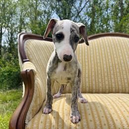 Antonio - White and fawn brindle male Whippet puppy in Kingston, Tennessee from Smithfield Park