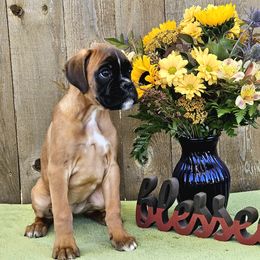 Faith - Fawn Boxer puppy in Cove, Oregon from Luna Ray Boxers