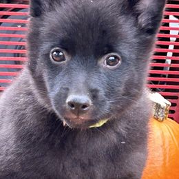 Schipperke Puppies from Karric Kennels