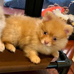 Flareon - Orange sable female Pomeranian puppy in Bentonville, Arkansas from Hummingbird & Fox