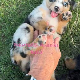 Belle - Blue merle female Australian Shepherd puppy in Tennessee from PaintedS Aussies