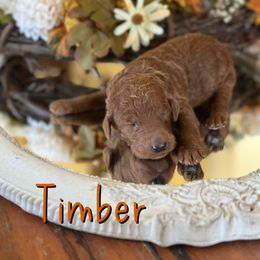 Timber - Red  male Poodle puppy in Dayton, Texas from Wolfe Island Poodles