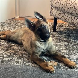 Dachshund and German Shepherd Puppies from Zwinger vom Donau-Ries