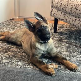 Dachshund and German Shepherd Puppies from Zwinger vom Donau-Ries