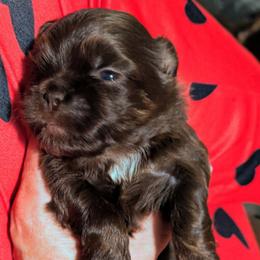 Shihpoo girl 2 chocolate with more white on chest. - Chocolate female Shih Tzu puppy in Amherst, Maine from McKayla Hairston