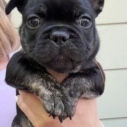 French Bulldog Puppies from Camarra King