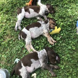 Brittany Puppies from Lizas Brittanies