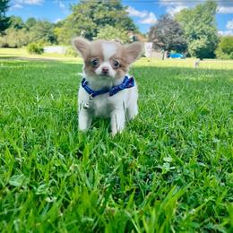 Taco - Fawn and white male Chihuahua puppy in Gloucester, Virginia from Charlotte's Web of Chihuahuas